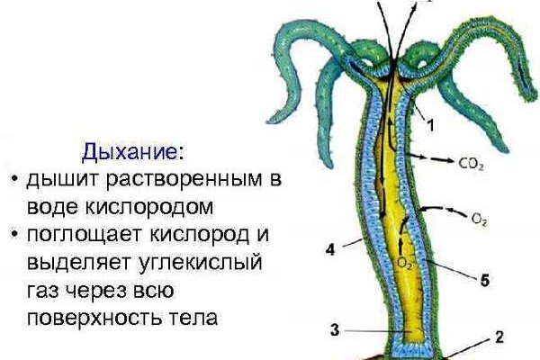 Кракен сайт как зайти